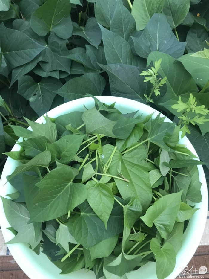 摘了一点红薯叶，准备分点给好友