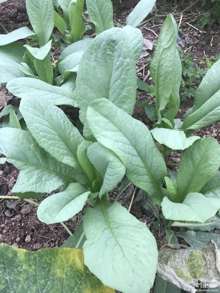 甜麦菜可以吃了，五一不用买菜了