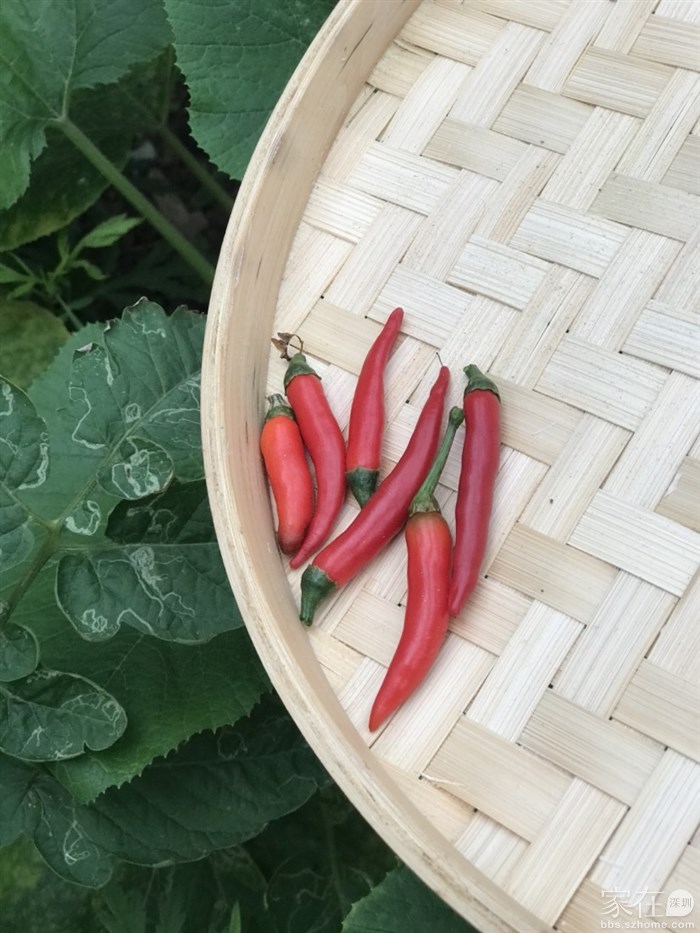 摘几个指天椒，凉拌黄瓜