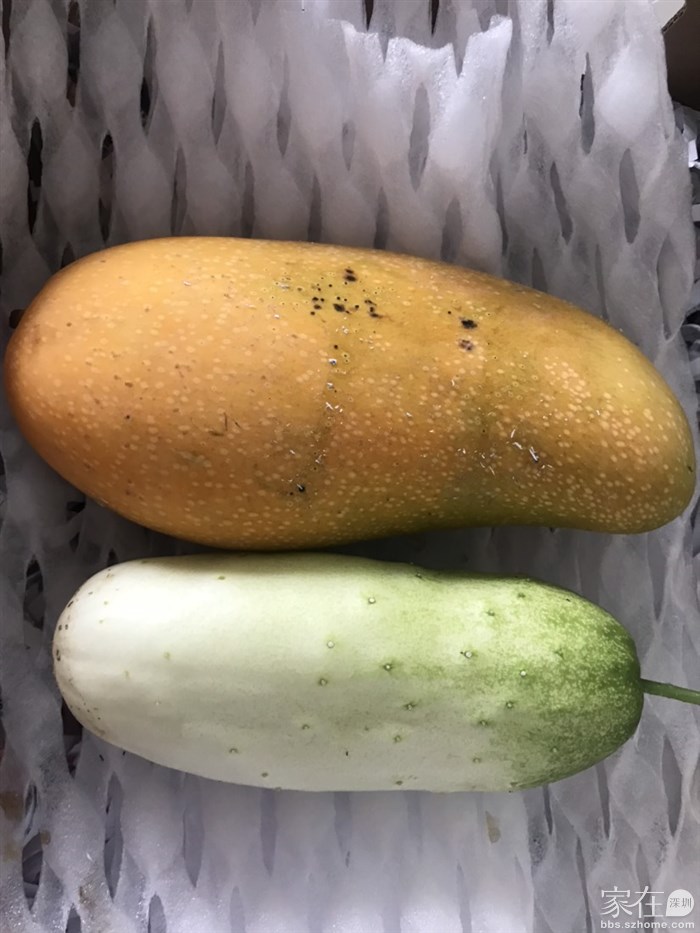跟金煌芒果对比一下，挺大的