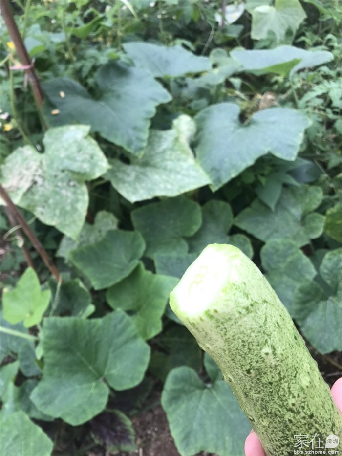 立即洗干净吃了，早餐🥣