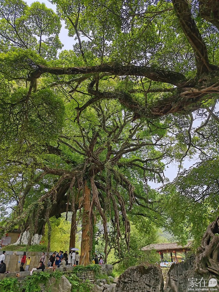 几百年树龄的龙爪榕
