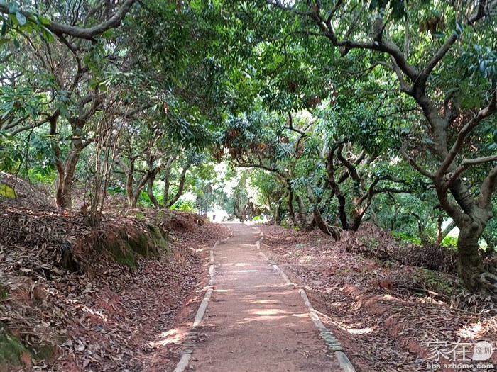 院士之路，还在修葺中，两边是低矮的荔枝树，蚊子多