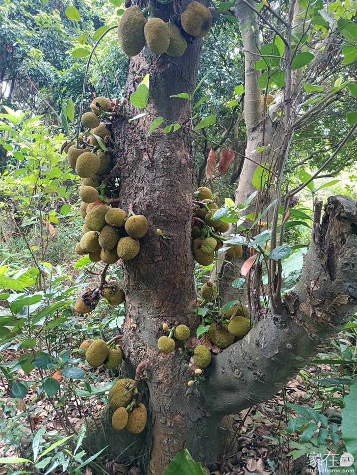 菠萝蜜树，可惜长不大，以前科苑北路两侧好多菠萝蜜树