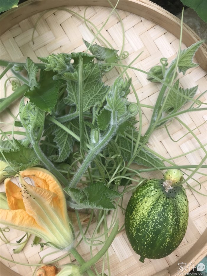 摘点南瓜苗和花，做菜吃