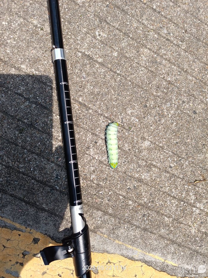 上古冰蚕，体长超过5CM