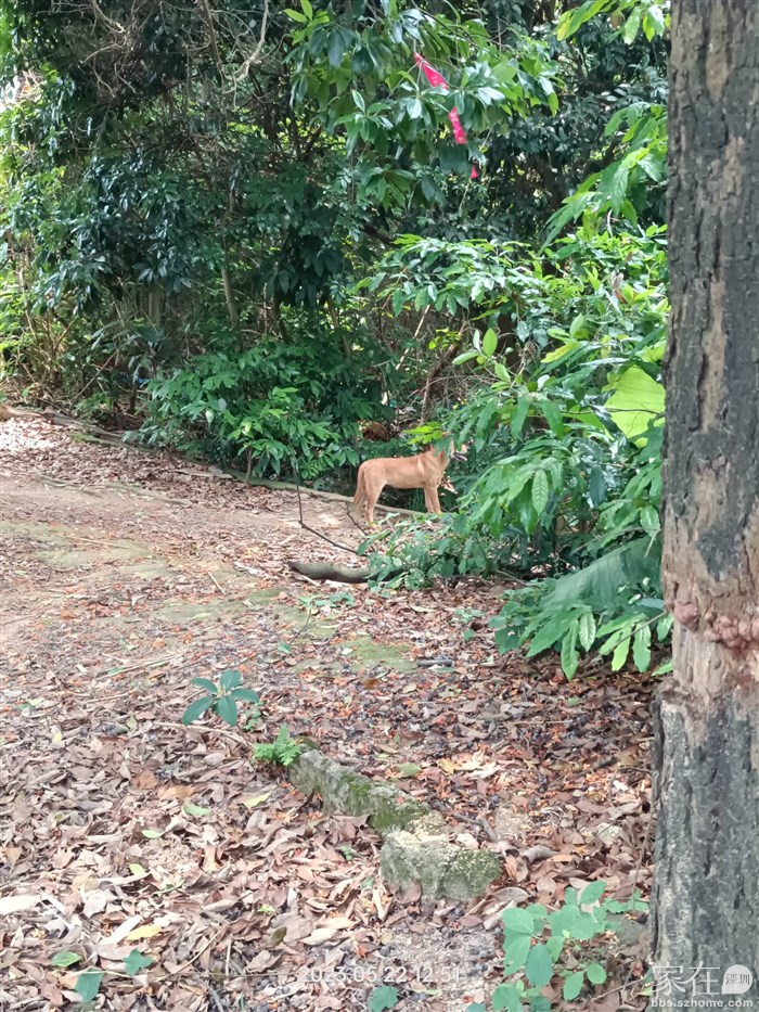 一部分人从翰岭地铁站下撤了，我计划穿过梅观路去大脑壳山，路遇守荔枝的4只旺财