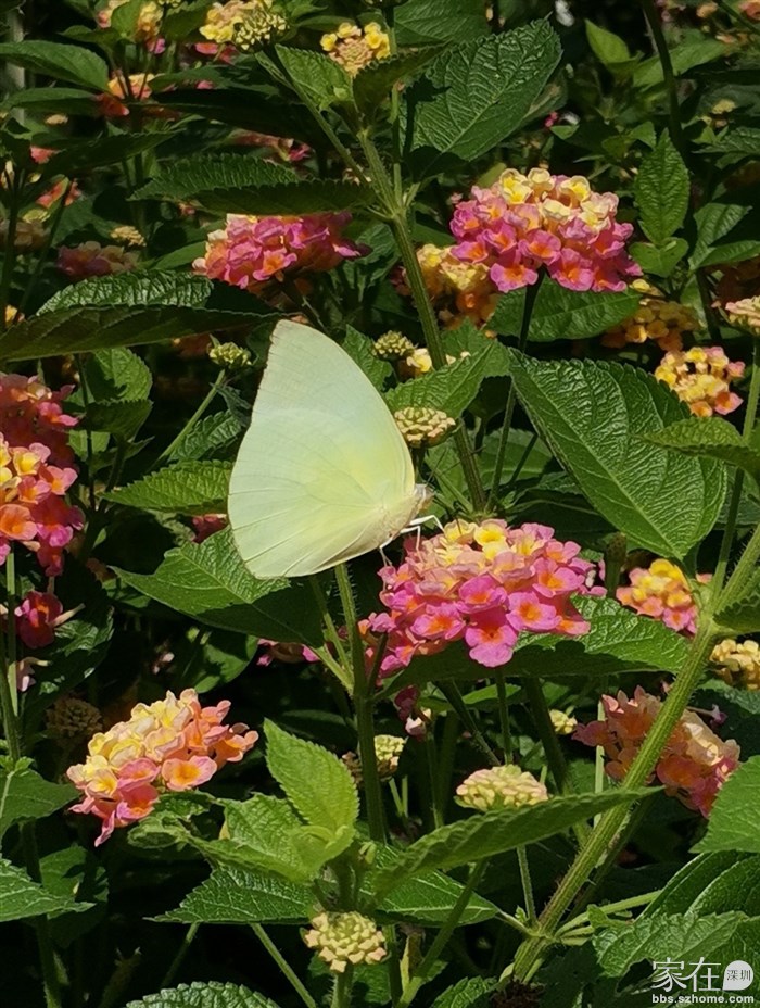 沿途花丛中很多小昆虫，能不能拍下就看缘分喽