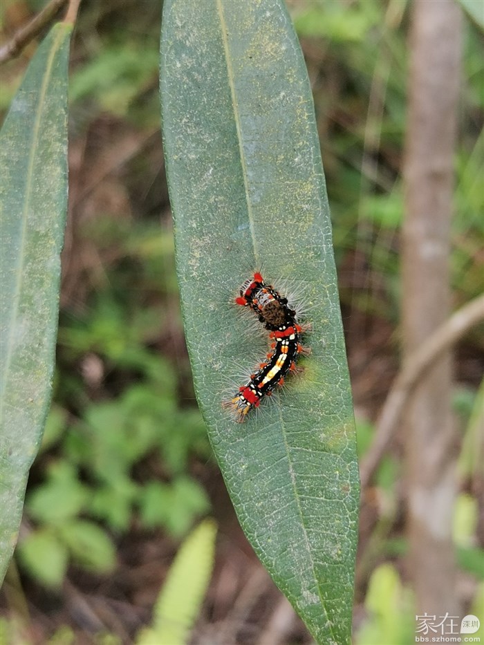 在户外千万别乱碰路边的花草枝叶，这样的小虫子很多的