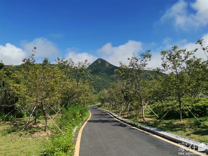 等樱花季这一片都是粉色的