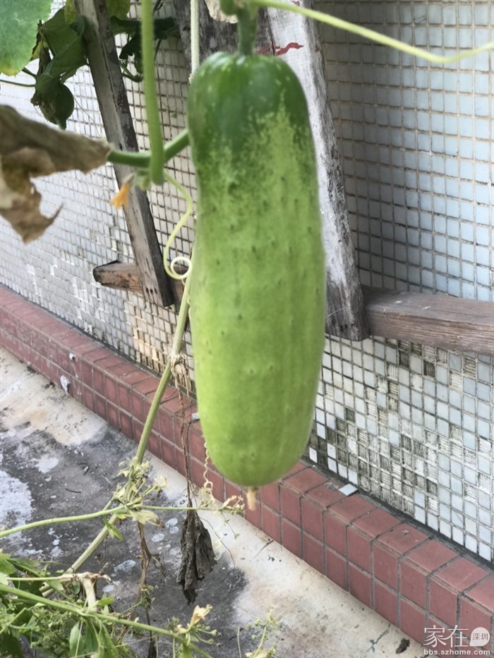 黄瓜接近尾声了