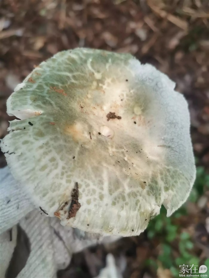 这个蘑菇看起来能吃，但不认识，拍个照，扔了