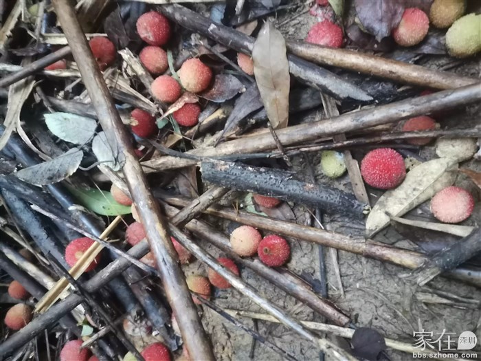 时不时能遇到野生杨梅