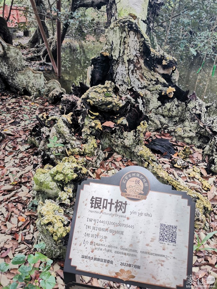 这棵500多年的古树，上次见是2008年的事了，这次见怎么成这样了