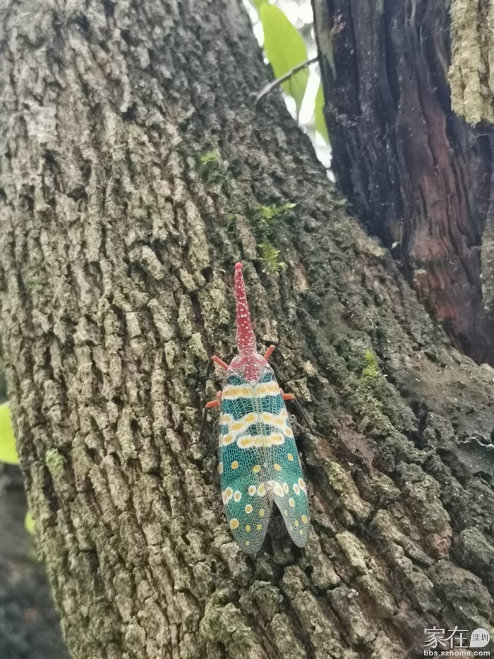 每次看到龙眼树都要找找有没有龙眼鸡