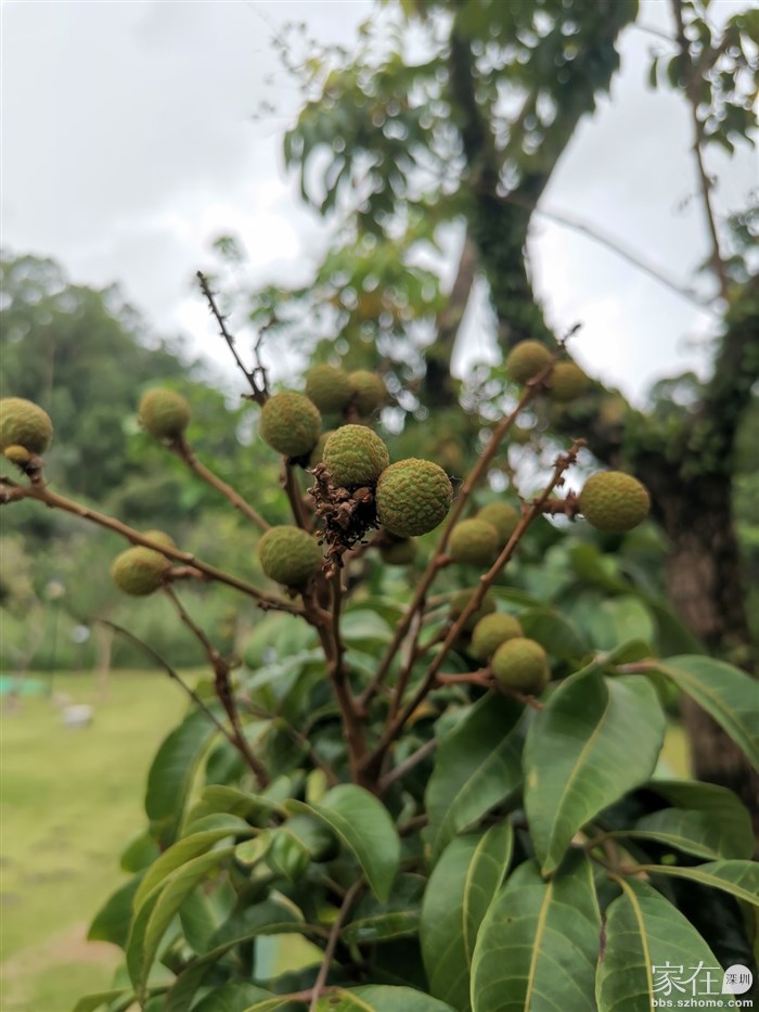 荔枝已上市，这龙眼还得等等