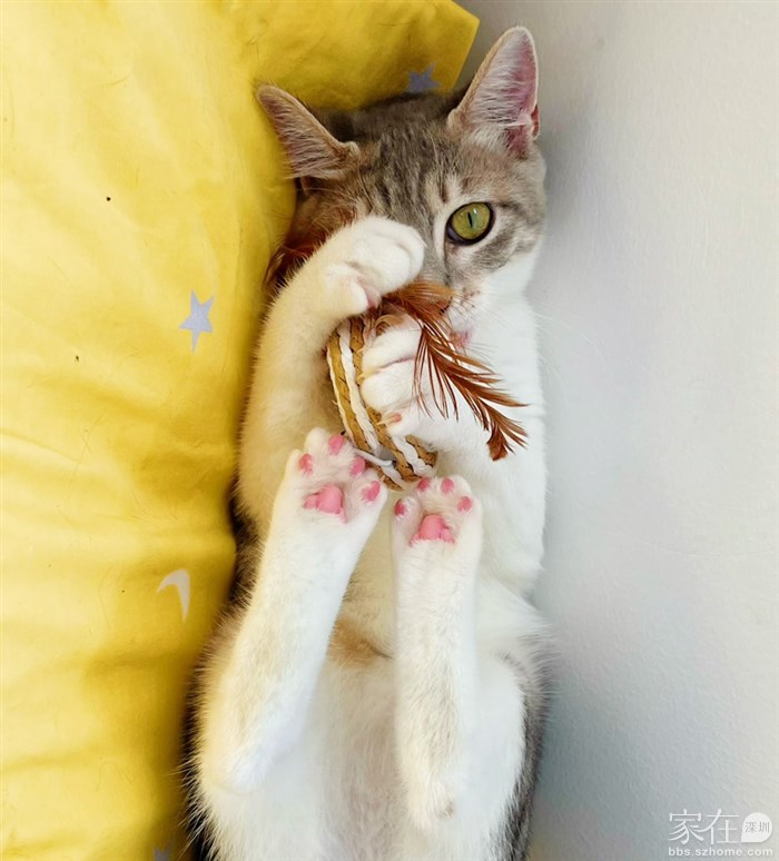 我家猫三联自己打，除了猫粮全是熟食，猫饭吃得比我还健康，所以，没有驱虫，没有洗澡