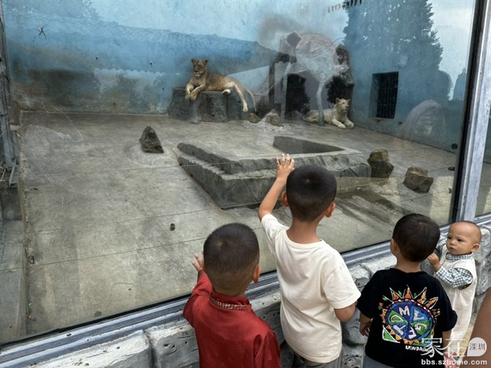 小朋友看大老虎