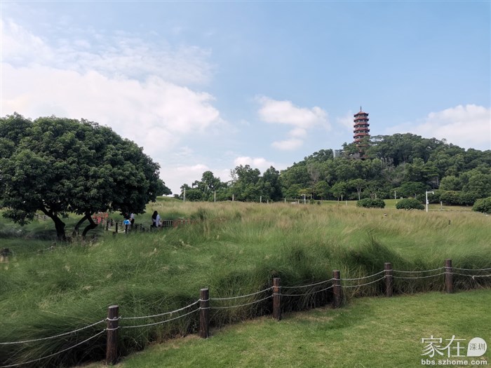 这边门口进去就是乱草草地