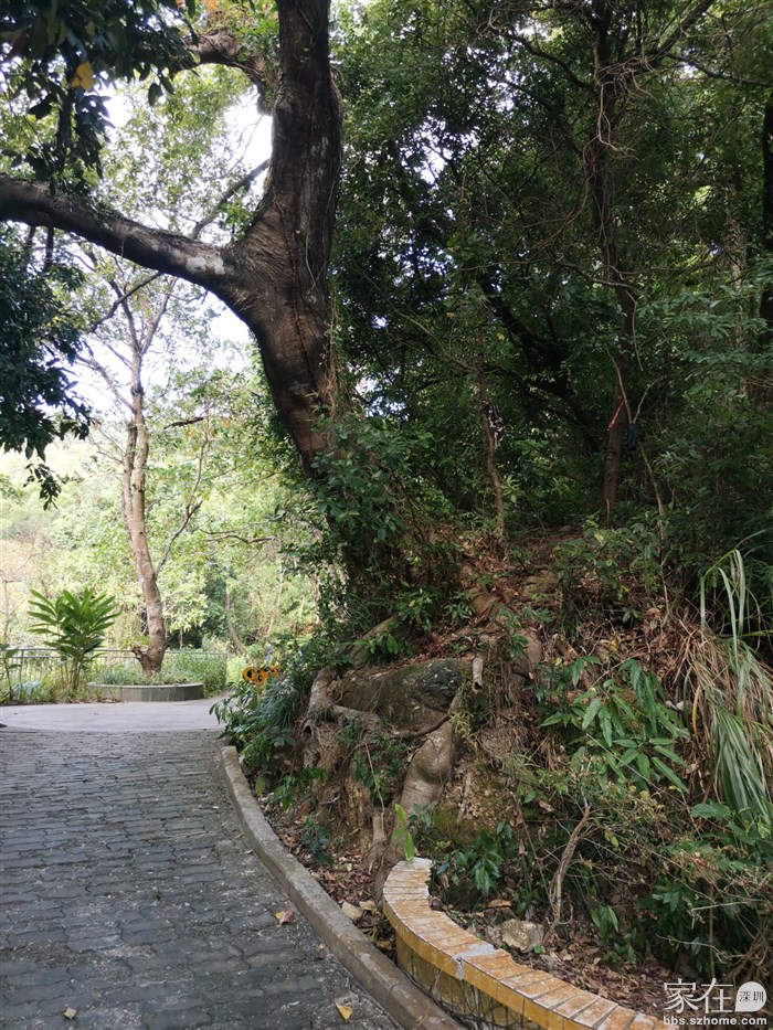 树上挂有丝带，但没看到官方路牌，不知是否连接沙岗小环线，等天气凉快些再找时间来探探路。