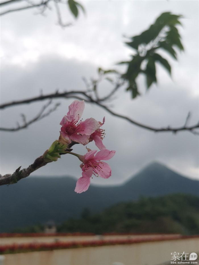 没想到现在有零星的樱花哟