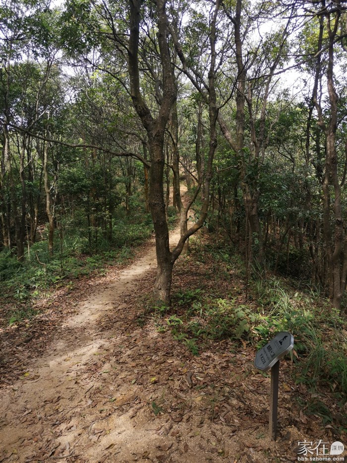 很舒服的林荫小道