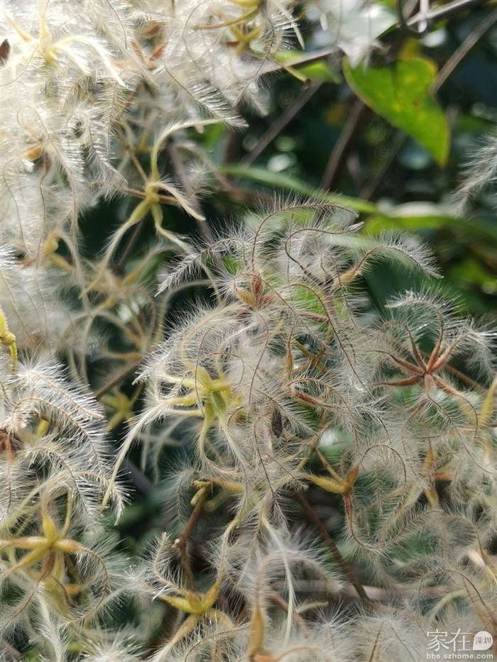 毒果羊角坳的花？