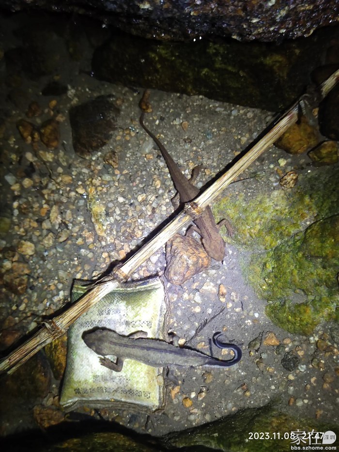 国家二级保护动物，香港瘰螈作伴