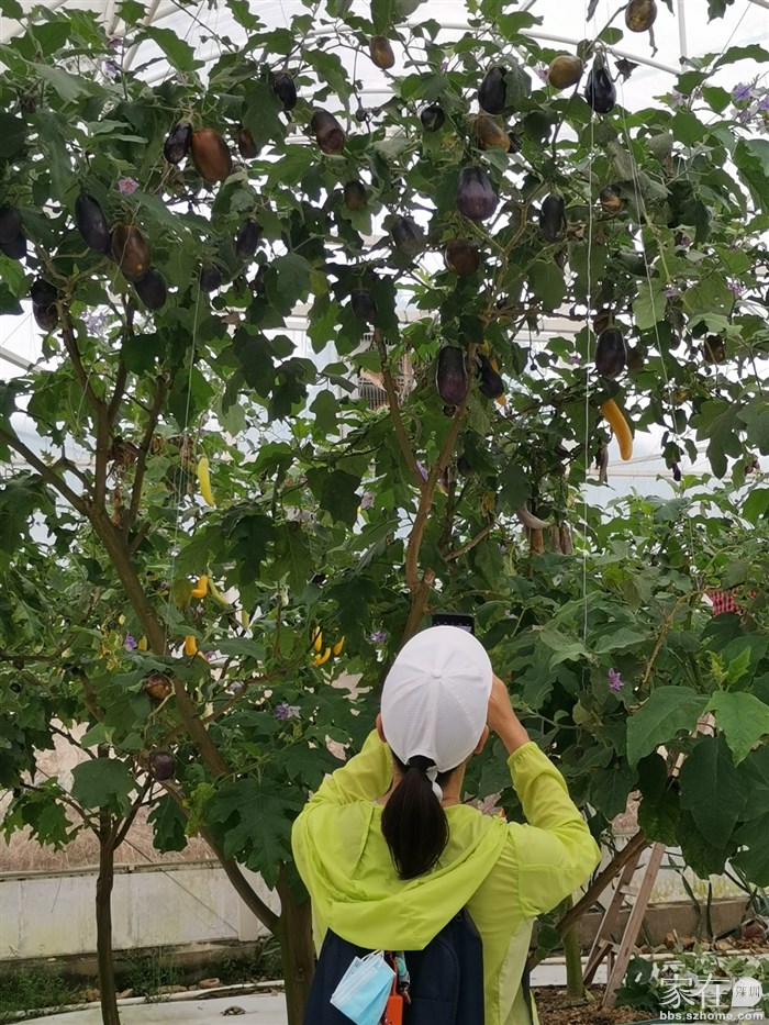 近一米七的人站树下，树高很多