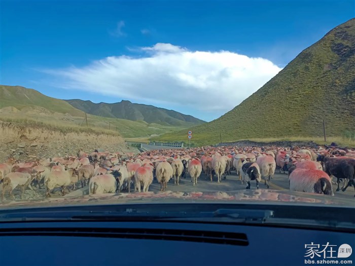 这边的羊群不怕喇叭，怕拍车顶的声音