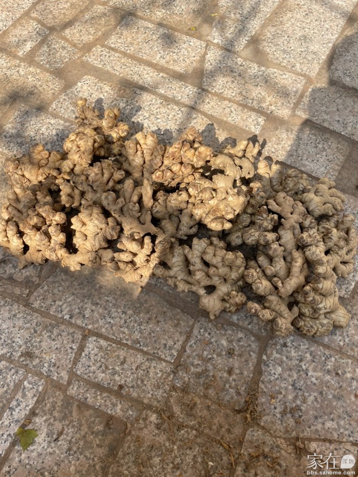 一大堆姜21元，超级划算