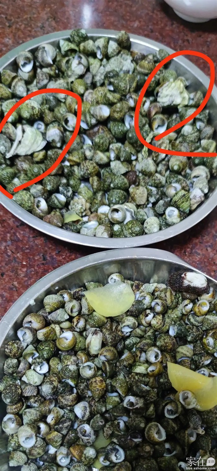 画圈的就是 生蚝