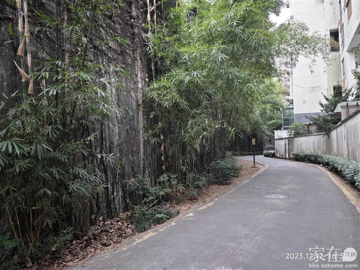 很喜欢这片竹子