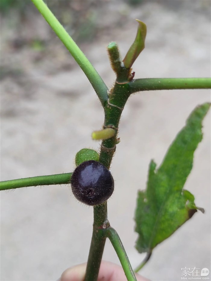 五指毛桃的果实