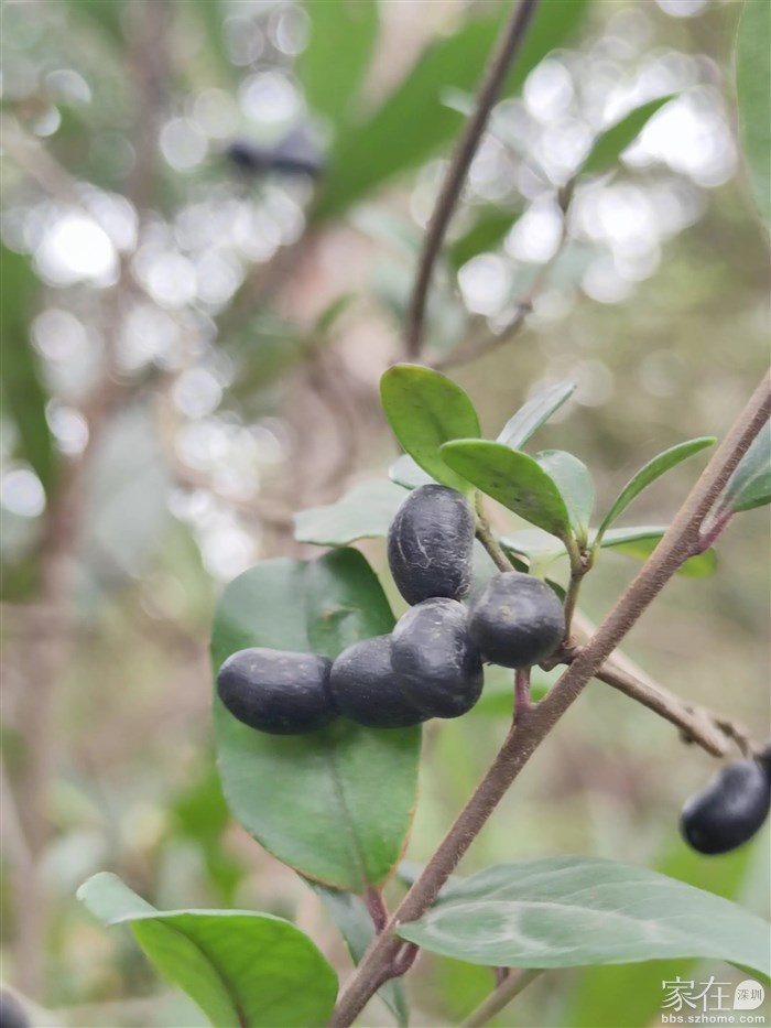 像“黑加仑葡萄”