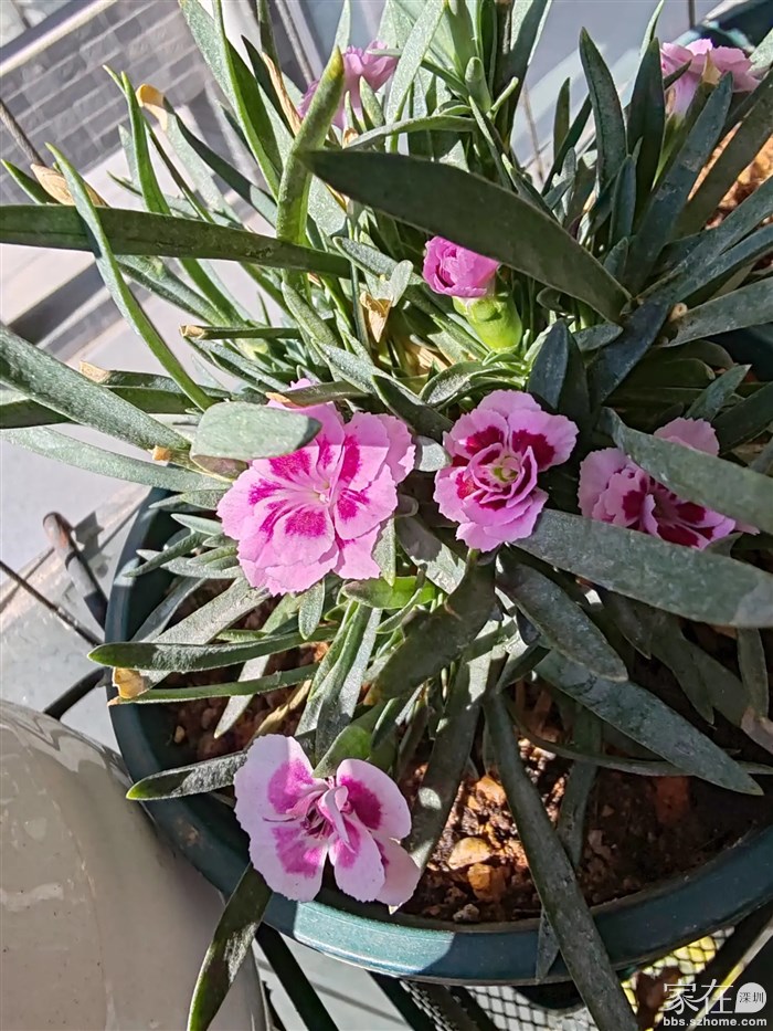 很喜欢石竹，可惜买了好几种，只有这个活了下来