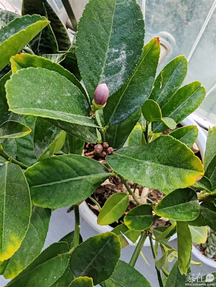 柠檬树养了七八个月，竟然有花蕾了，不知道会不会结果？