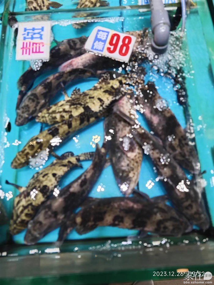 这个石斑鱼有两斤重才98一条