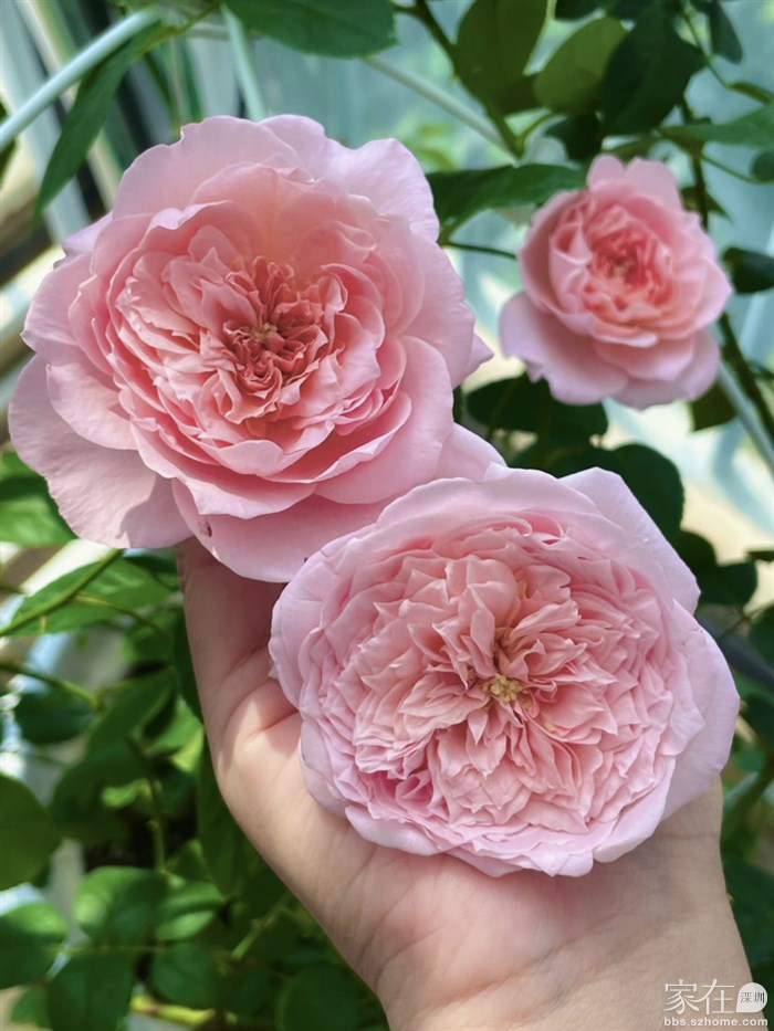 上个月花期中的样子