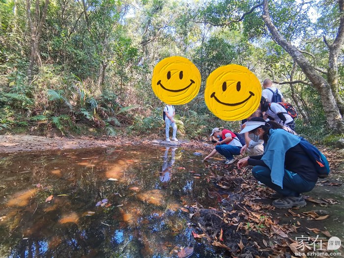 带小伙伴们找找国家二级保护动物-香港蝾螈，   可能冬天藏起来了，没有找到。