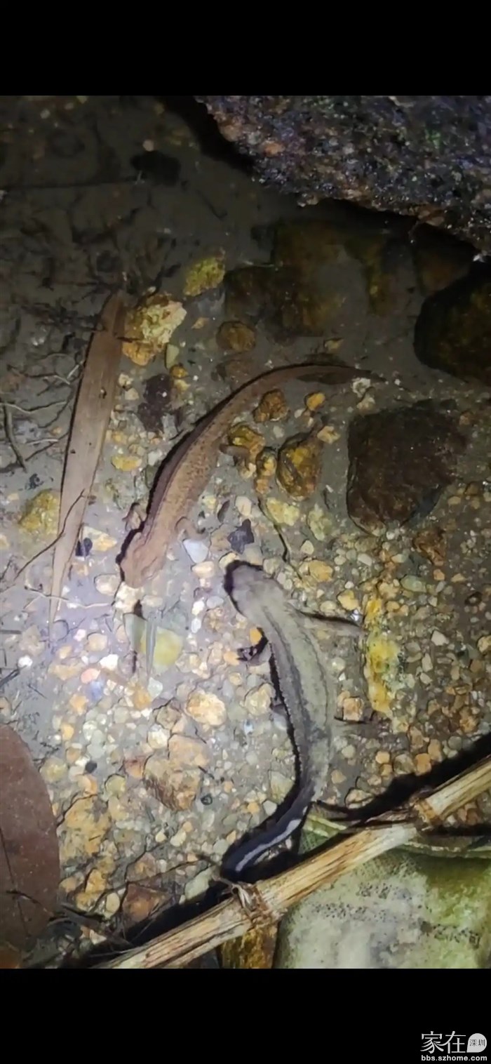 之前拍的香港蝾螈