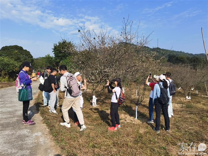 只有这一棵开的比较旺盛，十几个人围着拍照。