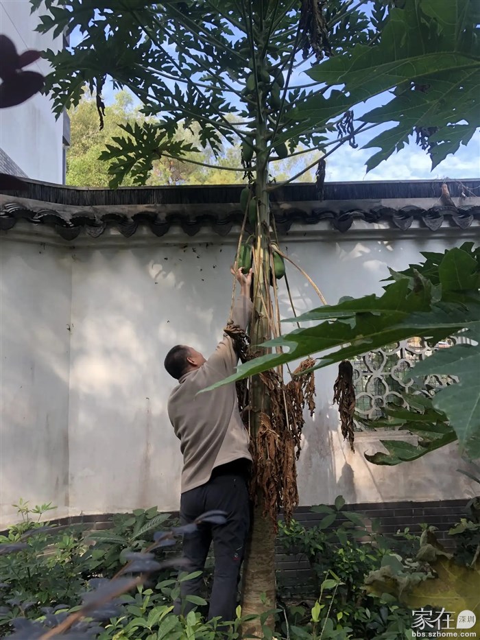 好久未摘木瓜了，来一个。