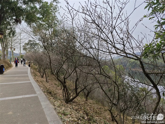 桃梅岛位于进红花湖东门后左边500米处，容易前往。