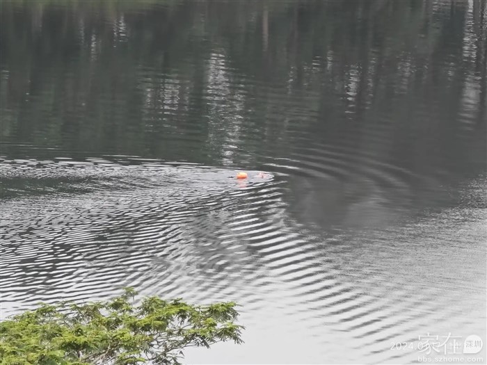 竟然有人游泳