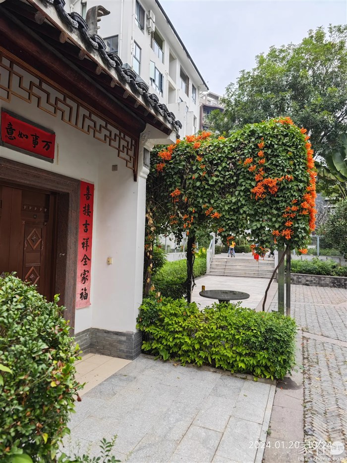 邻居的炮丈花开了