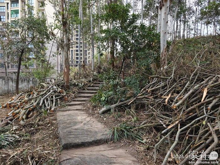 之前物业己安排整理树枝，现在业主帮着清理。