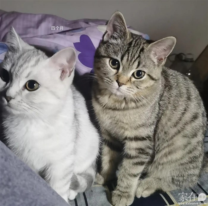 两兄弟，小白6个月后发情，对嘿嘿产生同性行为，可惜不能治本。过了几天离家，再没回来。