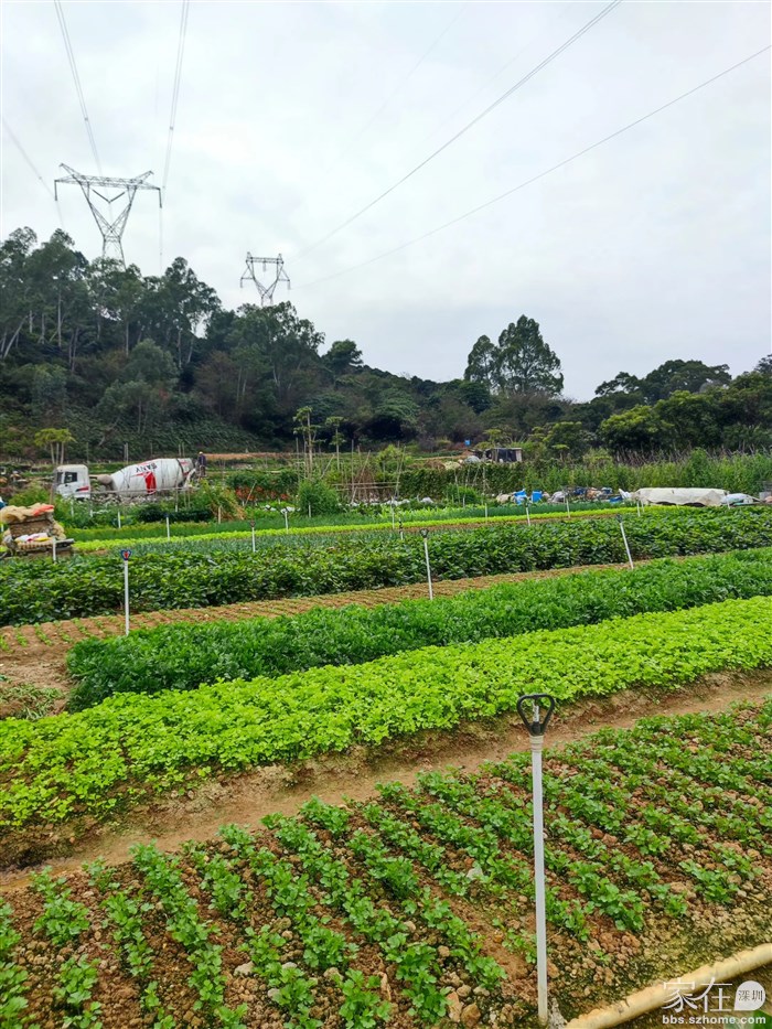 最后菜地买点青菜，回家煮面吃。