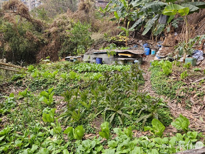 有点空地就有人种菜，惠州人怎么这么喜欢种菜。